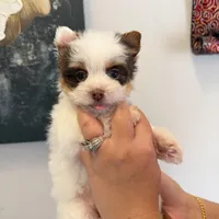 Orson, a male Yorkshire Terrier for sale in Saint Augustine, FL – Photo 2 of 9