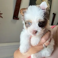 Orson, a male Yorkshire Terrier for sale in Saint Augustine, FL – Photo 8 of 9