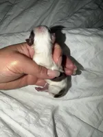 Orson, a male Yorkshire Terrier for sale in Saint Augustine, FL – Photo 3 of 4