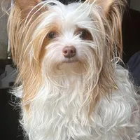 Orson, a male Yorkshire Terrier for sale in Saint Augustine, FL – Photo 5 of 9