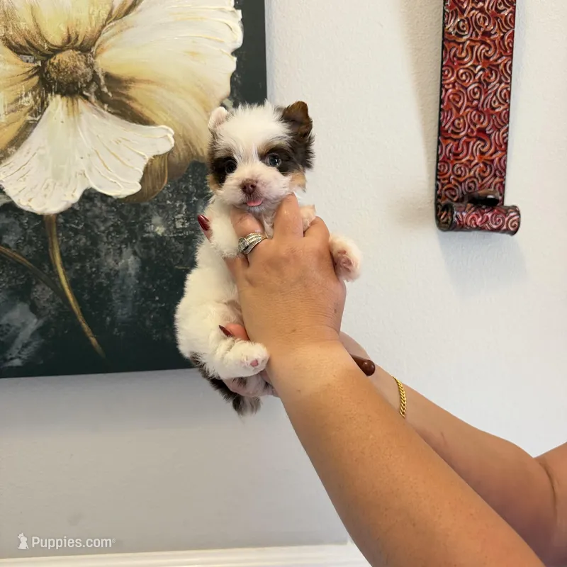 Orson – Yorkshire Terrier puppy for sale in Saint Augustine, FL