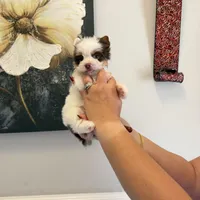 Orson, a male Yorkshire Terrier for sale in Saint Augustine, FL – Photo 1 of 9