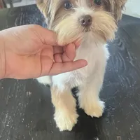 Orson, a male Yorkshire Terrier for sale in Saint Augustine, FL – Photo 6 of 9