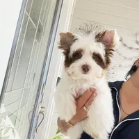 Orson, a male Yorkshire Terrier for sale in Saint Augustine, FL – 3 of 10