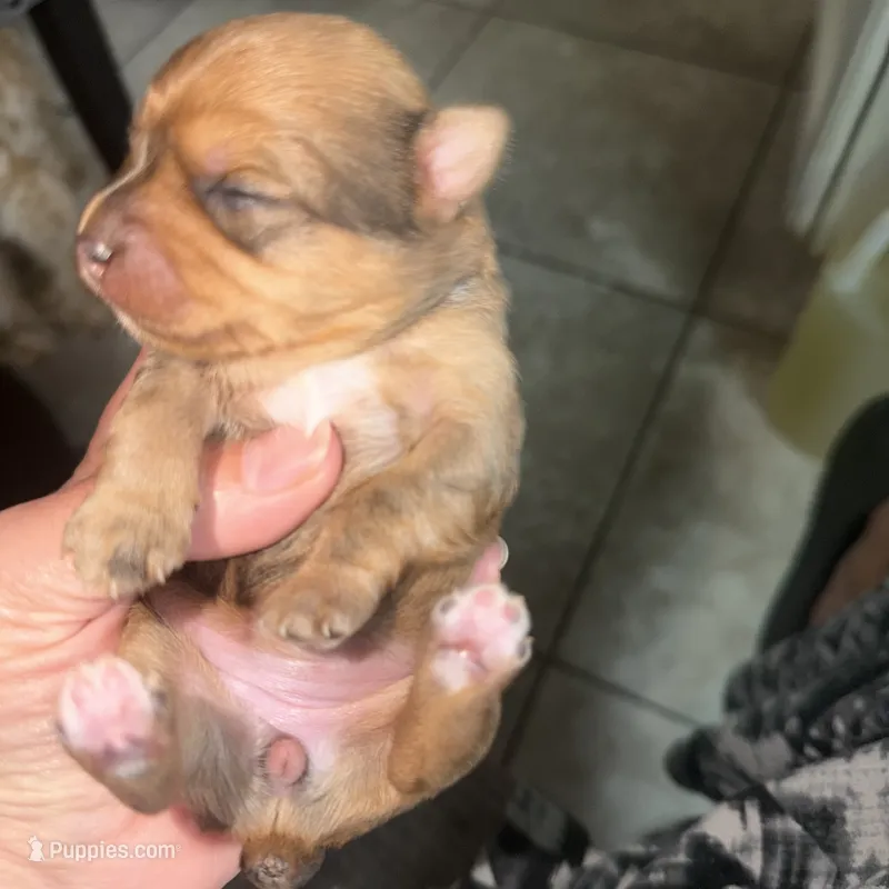 Gigi – Yorkshire Terrier puppy for sale in Saint Augustine, FL