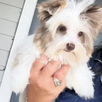  CKC Raffi , a male Yorkshire Terrier for sale in Saint Augustine, FL – 8 of 10
