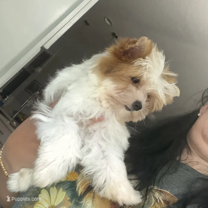 Kookoi – Yorkshire Terrier puppy for sale in Saint Augustine, FL