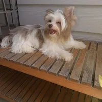  Raffi , a male Yorkshire Terrier for sale in Saint Augustine, FL – 2 of 10