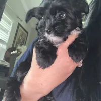 Toby ckc, a male Yorkshire Terrier for sale in Saint Augustine, FL – 2 of 7