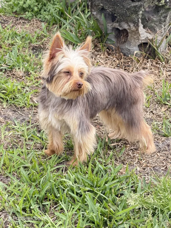 Maxima – Yorkshire Terrier puppy for sale in Saint Augustine, FL