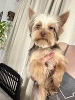 Maxima, a male Yorkshire Terrier for sale in Saint Augustine, FL – Photo 3 of 9