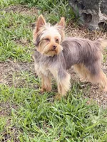 Maxima, a male Yorkshire Terrier for sale in Saint Augustine, FL – Photo 8 of 9