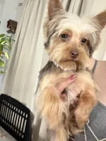 Maxima, a male Yorkshire Terrier for sale in Saint Augustine, FL – Photo 2 of 9