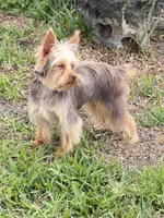 Maxima, a male Yorkshire Terrier for sale in Saint Augustine, FL – Photo 7 of 9