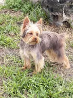 Maxima, a male Yorkshire Terrier for sale in Saint Augustine, FL – Photo 4 of 9