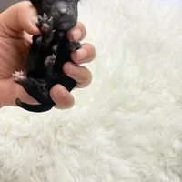 Luce pupp, a male Yorkshire Terrier for sale in Saint Augustine, FL – 2 of 10