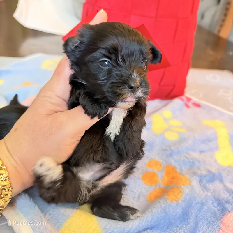 Luice – Yorkshire Terrier puppy for sale in Saint Augustine, FL