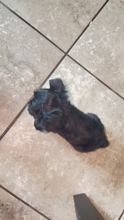 Toby ckc, a male Yorkshire Terrier for sale in Saint Augustine, FL – 7 of 7
