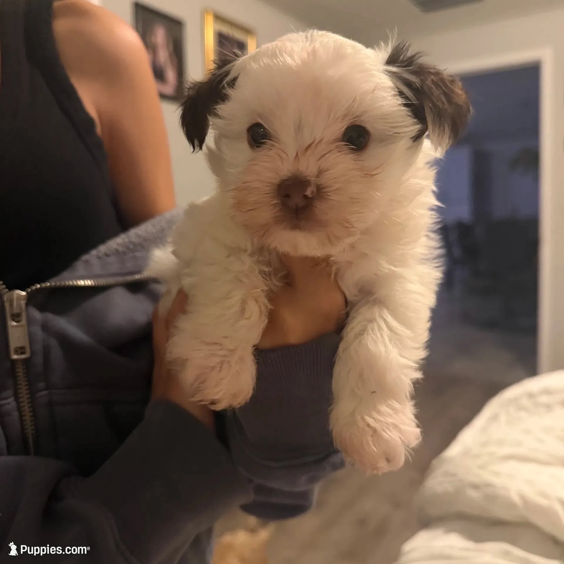 Sparkle, a male Yorkshire Terrier for sale in Saint Augustine, FL – 6 of 10