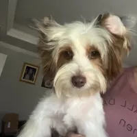 Akc Orson, a male Yorkshire Terrier for sale in Saint Augustine, FL – 5 of 8