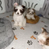 Orson, a male Yorkshire Terrier for sale in Saint Augustine, FL – 7 of 10