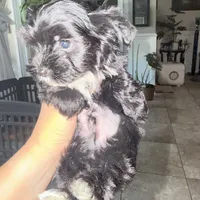 Ckc Walker  👨‍👩‍👦‍👦., a male Yorkshire Terrier for sale in Saint Augustine, FL – 6 of 8