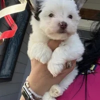 Sparkle, a male Yorkshire Terrier for sale in Saint Augustine, FL – 7 of 10