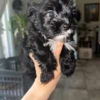 Ckc Walker  👨‍👩‍👦‍👦., a male Yorkshire Terrier for sale in Saint Augustine, FL – 7 of 8