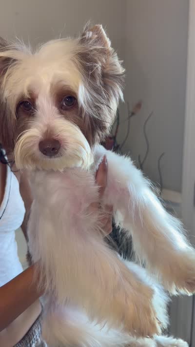 Akc Orson, a male Yorkshire Terrier for sale in Saint Augustine, FL – 8 of 8