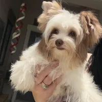  Raffi , a male Yorkshire Terrier for sale in Saint Augustine, FL – 4 of 10