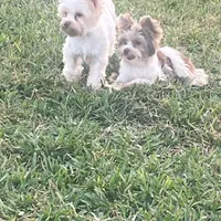 Moochie, a male Yorkshire Terrier for sale in Saint Augustine, FL – Photo 5 of 9