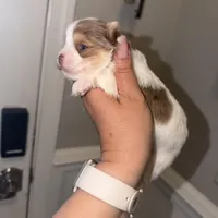 Moochie, a male Yorkshire Terrier for sale in Saint Augustine, FL – Photo 1 of 9