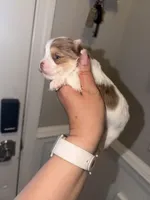 Moochie, a male Yorkshire Terrier for sale in Saint Augustine, FL – Photo 1 of 9