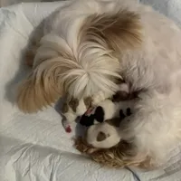 Moochie, a male Yorkshire Terrier for sale in Saint Augustine, FL – Photo 3 of 9