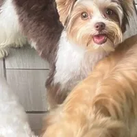 Moochie, a male Yorkshire Terrier for sale in Saint Augustine, FL – Photo 8 of 9