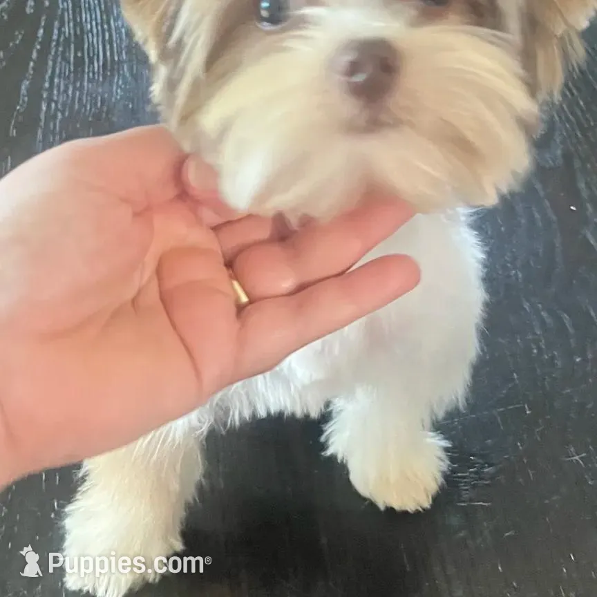 Moochie, a male Yorkshire Terrier for sale in Saint Augustine, FL – Photo 7 of 9