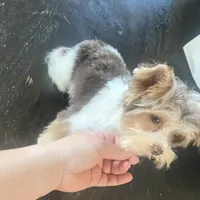 Moochie, a male Yorkshire Terrier for sale in Saint Augustine, FL – Photo 9 of 9