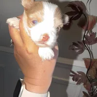 Moochie, a male Yorkshire Terrier for sale in Saint Augustine, FL – Photo 2 of 9