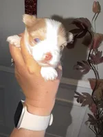 Moochie, a male Yorkshire Terrier for sale in Saint Augustine, FL – Photo 2 of 9