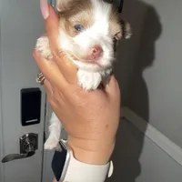 Moochie, a male Yorkshire Terrier for sale in Saint Augustine, FL – Photo 6 of 9