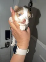 Moochie, a male Yorkshire Terrier for sale in Saint Augustine, FL – Photo 6 of 9