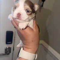 Moochie, a male Yorkshire Terrier for sale in Saint Augustine, FL – Photo 4 of 9