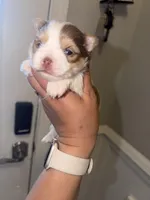 Moochie, a male Yorkshire Terrier for sale in Saint Augustine, FL – Photo 4 of 9