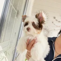 Orson, a male Yorkshire Terrier for sale in Saint Augustine, FL – 10 of 10
