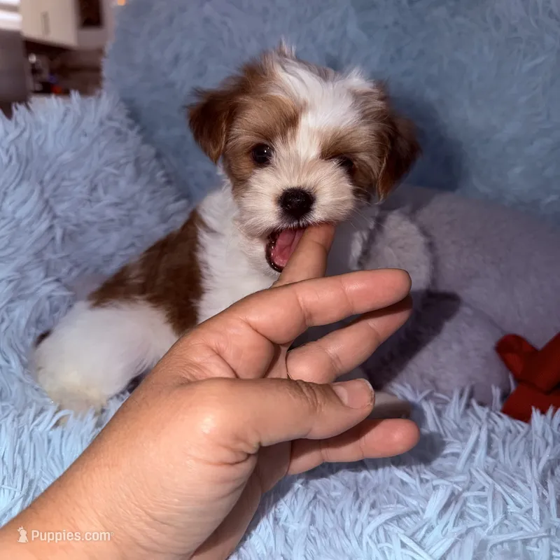 Bella – Yorkshire Terrier puppy for sale in Saint Augustine, FL