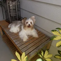  Raffi , a male Yorkshire Terrier for sale in Saint Augustine, FL – 9 of 10