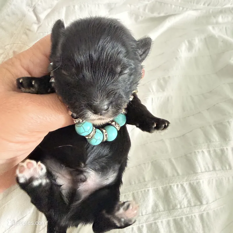 Luce pupp – Yorkshire Terrier puppy for sale in Saint Augustine, FL