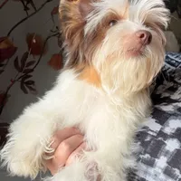 Akc Orson, a male Yorkshire Terrier for sale in Saint Augustine, FL – 2 of 8
