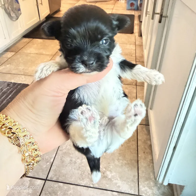 Rio – Yorkshire Terrier puppy for sale in Saint Augustine, FL
