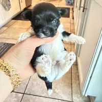 Rio, a male Yorkshire Terrier for sale in Saint Augustine, FL – 1 of 8